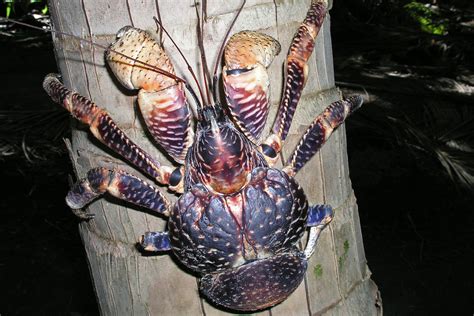 ‘A bigger deal than it sounds’: Coconut crabs are .
